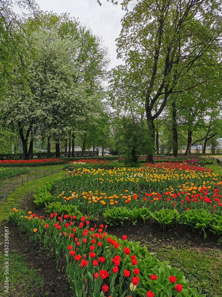 Large flower beds with colorful tulips on a spring day among trees and flowering cherry trees . The festival of tulips on Elagin Island in St. Petersburg. Large flower beds with colorful tulips on a spring day among trees and flowering cherry trees . The festival of tulips on Elagin Island in St. Petersburg.