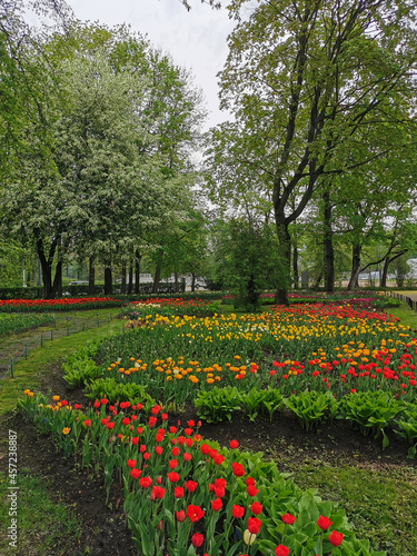 Wallpaper Mural Large flower beds with colorful tulips on a spring day among trees and flowering cherry trees . The festival of tulips on Elagin Island in St. Petersburg. Torontodigital.ca
