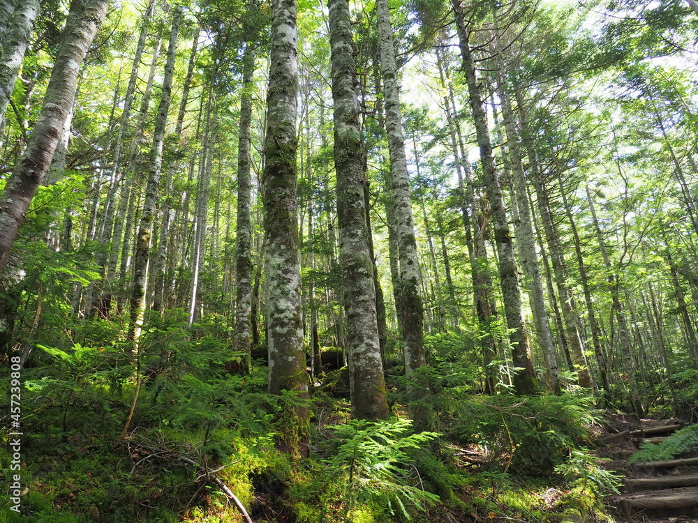 日光白根山の森 日光白根山の森