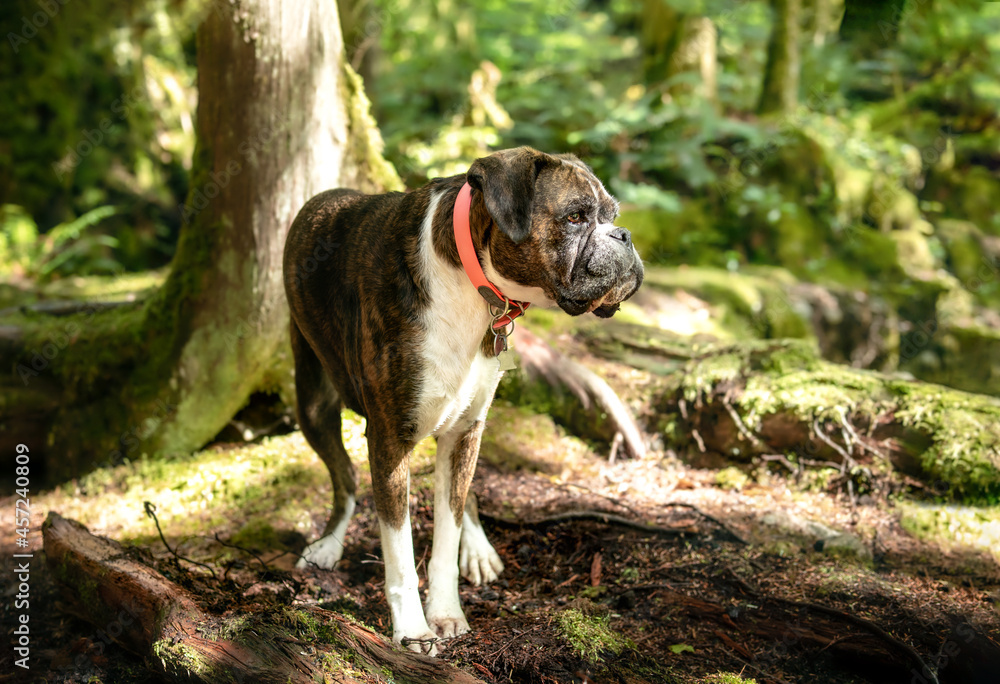 Boxer dog standing by a nature hiking trail in the rainforest of North Vancouver. Female brindle dog looking at something. Selective focus with defocused bright green foliage and dapples of lights. Boxer dog standing by a nature hiking trail in the rainforest of North Vancouver. Female brindle dog looking at something. Selective focus with defocused bright green foliage and dapples of lights.