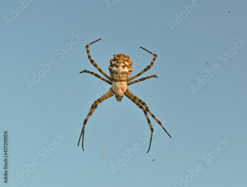 Big creepy spider on a web waiting for prey. © Lazaros