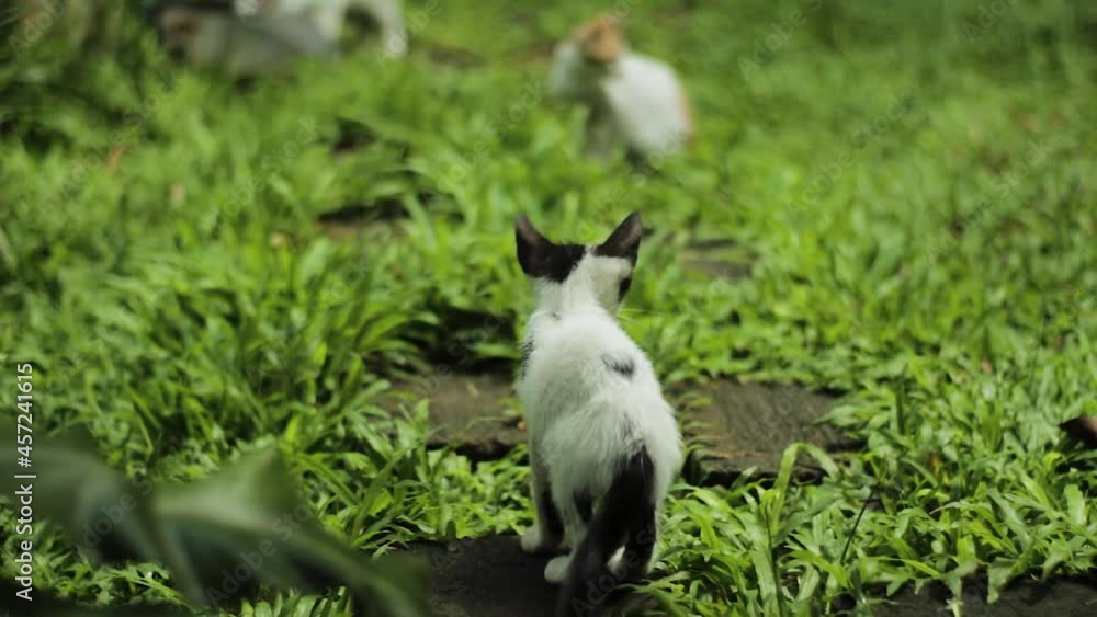 Curious Cat Playing with a Butterfly Curious Cat Playing with a Butterfly