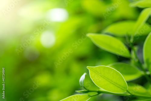 Closeup nature green leaf on blurred greenery background in garden in the morning with sunlight. copy space for text as background natural green plants  ecology  fresh wallpaper concept.