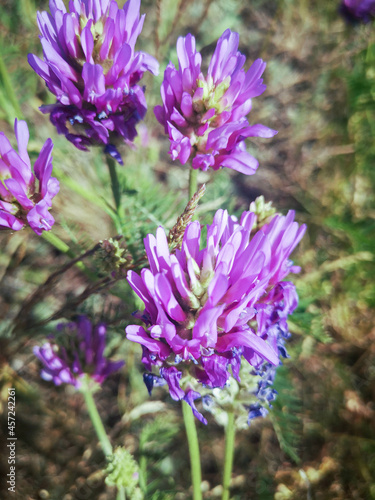 flowers of a thistle