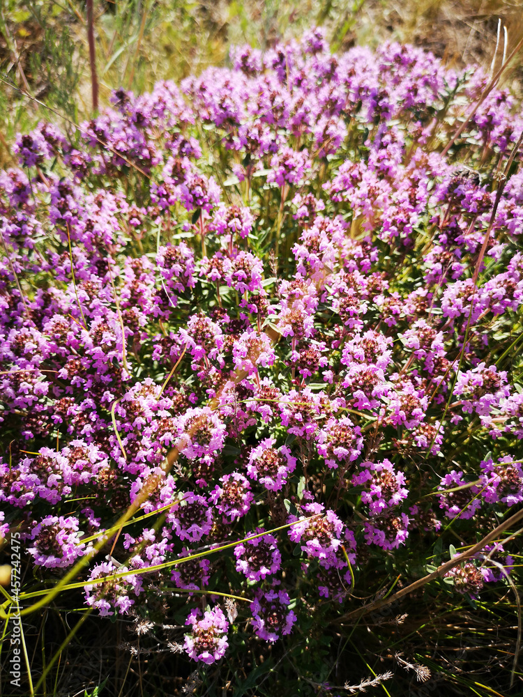 Obraz premium flowers in the garden