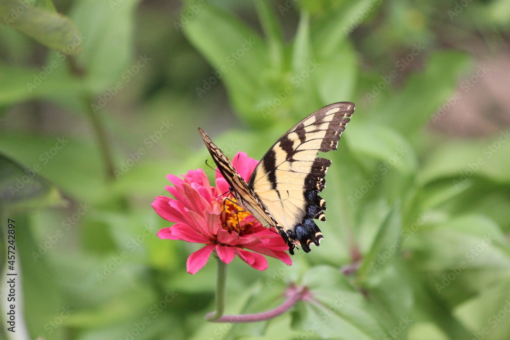 Fototapeta premium Butterfly on pink flower