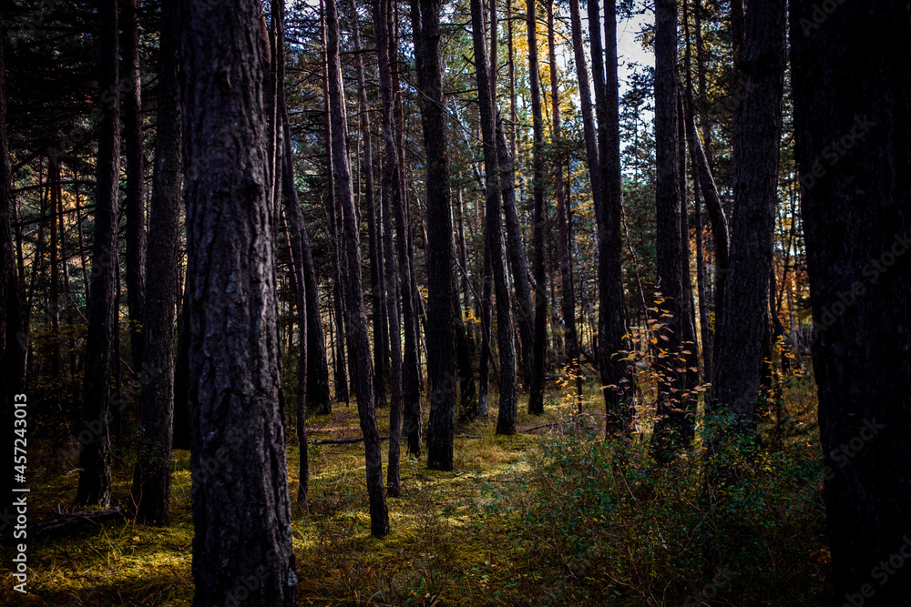 forêt sous bois 3