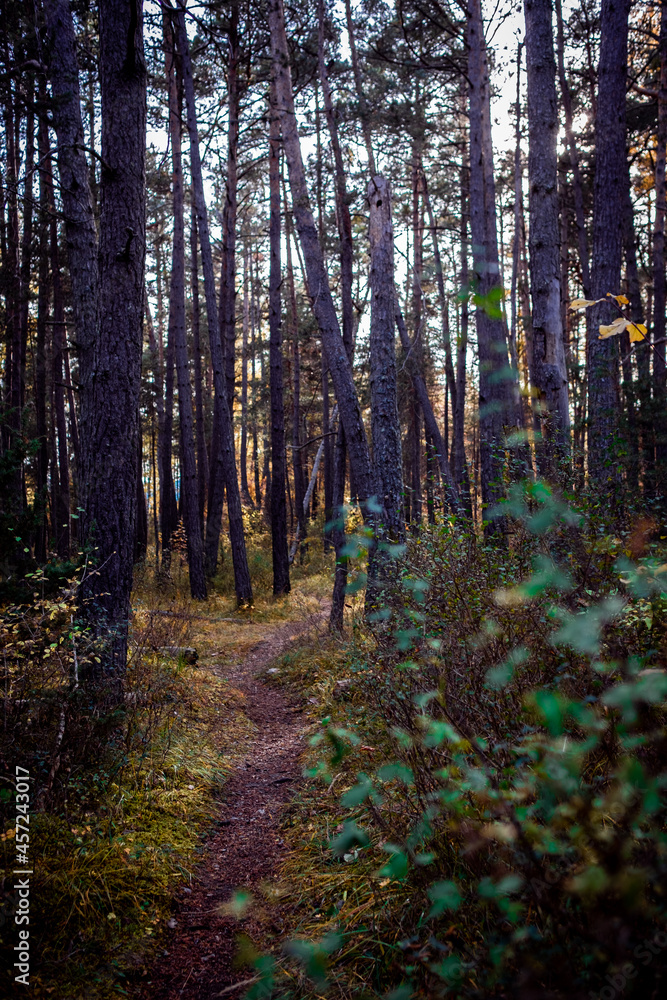 Fototapeta premium forêt sous bois 4