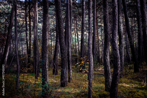 forêt sous bois 4