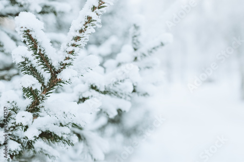 Christmas festive background. Fluffy spruce branches in snow winter landscape. Mock up for postcard copy space banner