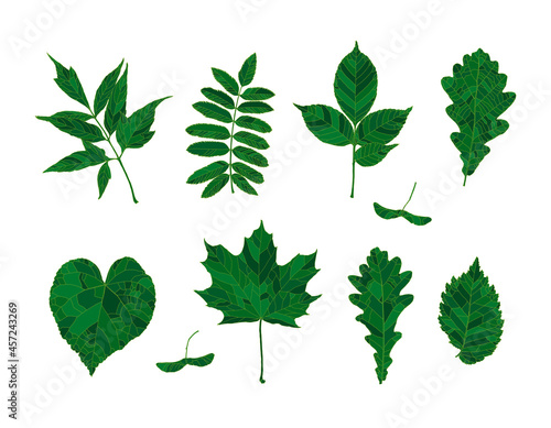 Set of hand drawn green silhouettes forest leaves - maple, maple seeds, ash-leaved maple, rowan, ash, oak, linden, elm, isolated on white background. Design elements for decorating.
