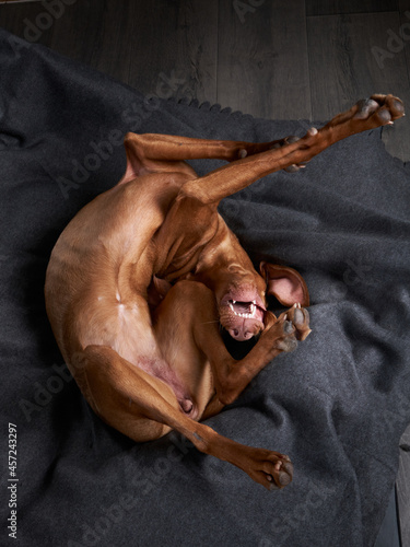 Canvas Print A funny dog is resting on a blanket