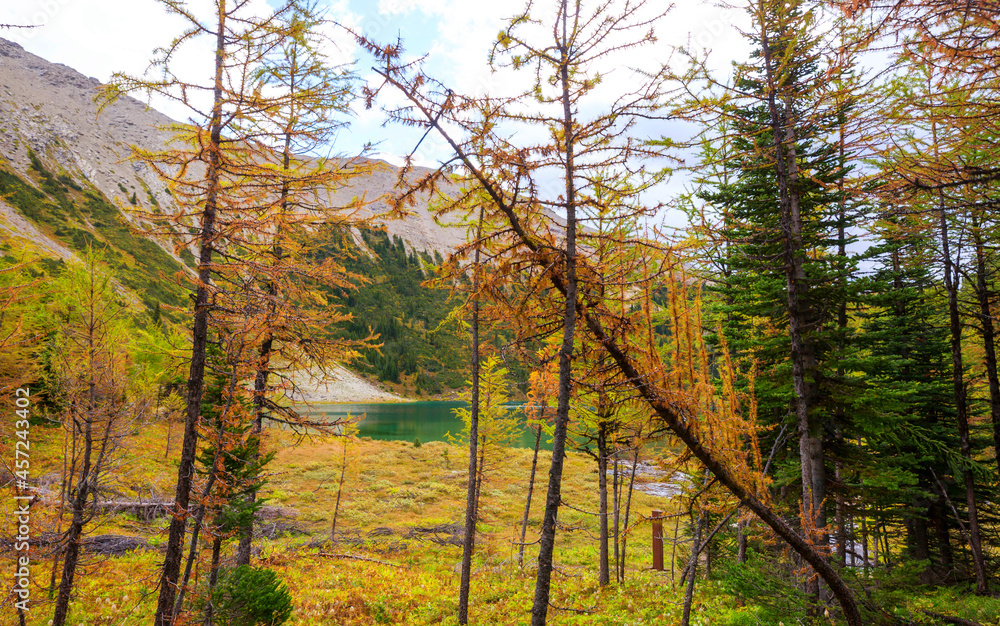 Fototapeta premium Larch