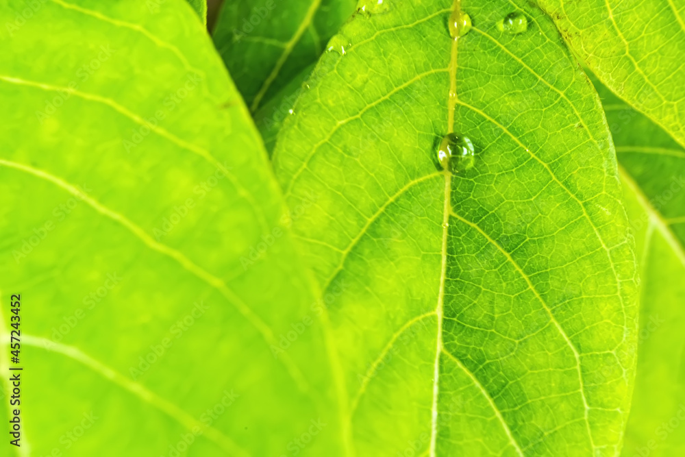Macro closeup of Beautiful fresh green leaf with drop of water after the rain in morning sunlight nature background. Macro closeup of Beautiful fresh green leaf with drop of water after the rain in morning sunlight nature background.