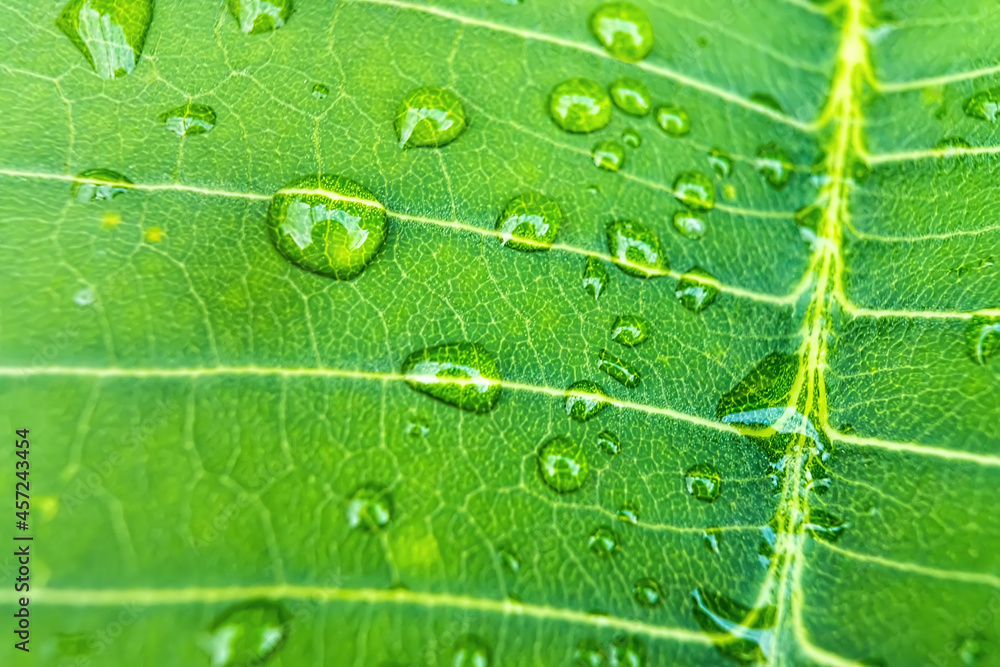 Macro closeup of Beautiful fresh green leaf with drop of water after the rain in morning sunlight nature background. Macro closeup of Beautiful fresh green leaf with drop of water after the rain in morning sunlight nature background.