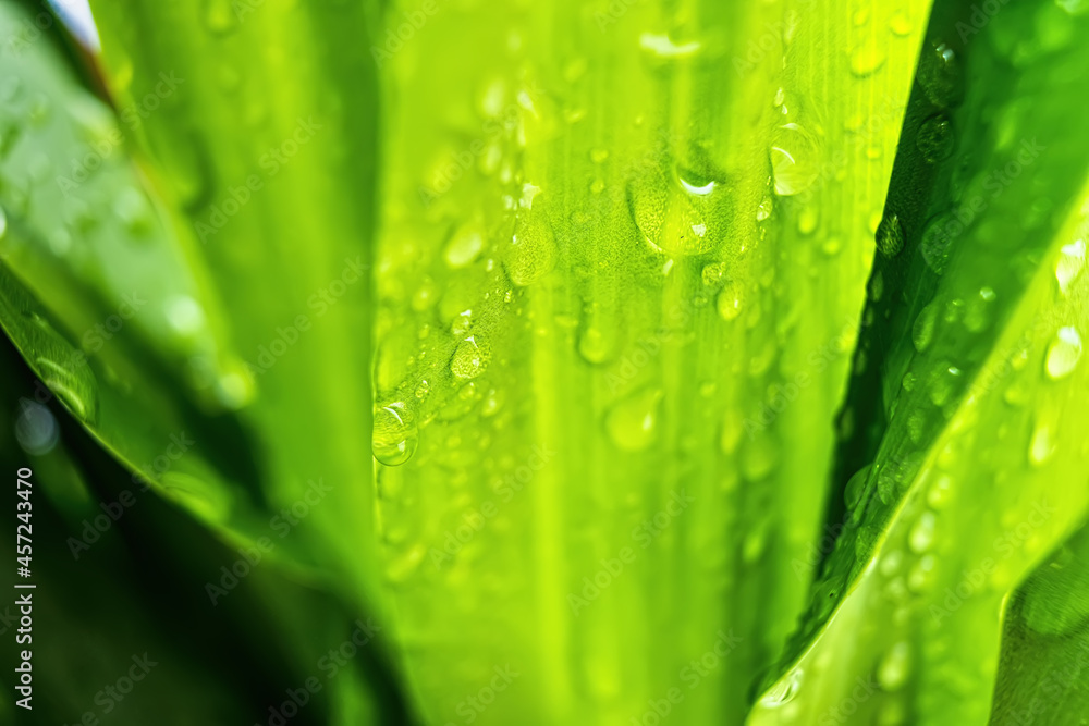 Macro closeup of Beautiful fresh green leaf with drop of water after the rain in morning sunlight nature background. Macro closeup of Beautiful fresh green leaf with drop of water after the rain in morning sunlight nature background.