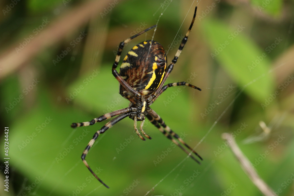 A hunting Wasp Spider, Argiope bruennichi, perching on its web in a meadow in the UK. A hunting Wasp Spider, Argiope bruennichi, perching on its web in a meadow in the UK.