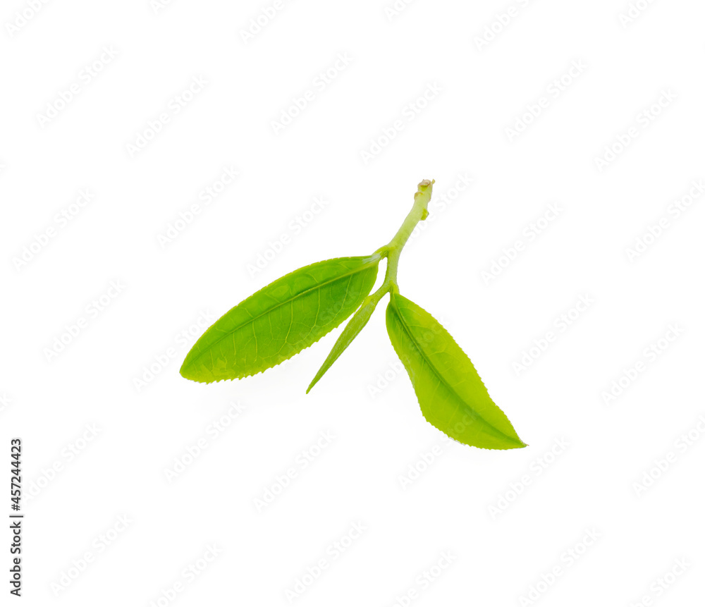 Green tea leaf isolated on white background Green tea leaf isolated on white background