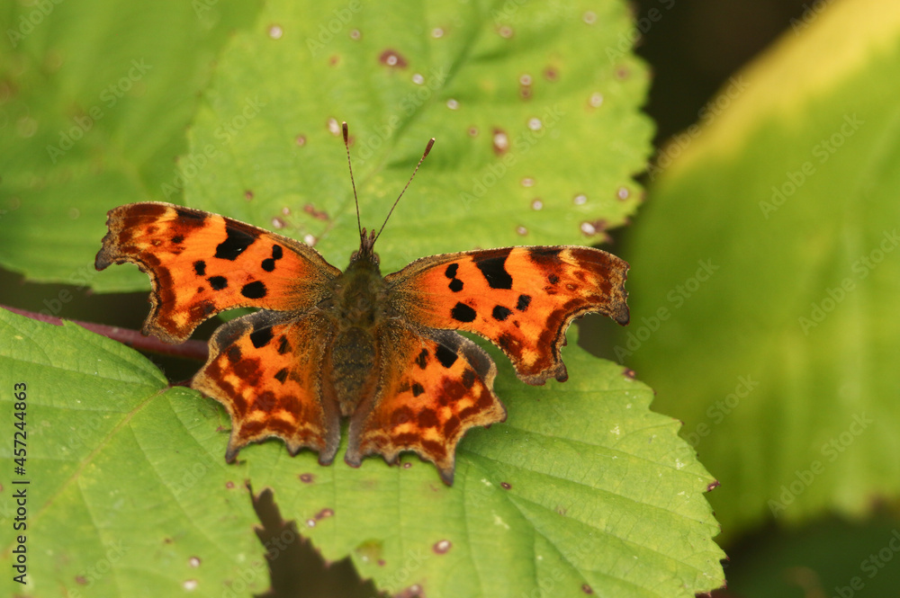 A pretty Comma Butterfly, Polygonia c-album, perched on a bramble leaf. A pretty Comma Butterfly, Polygonia c-album, perched on a bramble leaf.