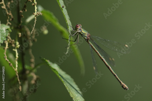 A female Willow Emerald Damselfly, Chalcolestes viridis, perching on a Willow Tree leaf.