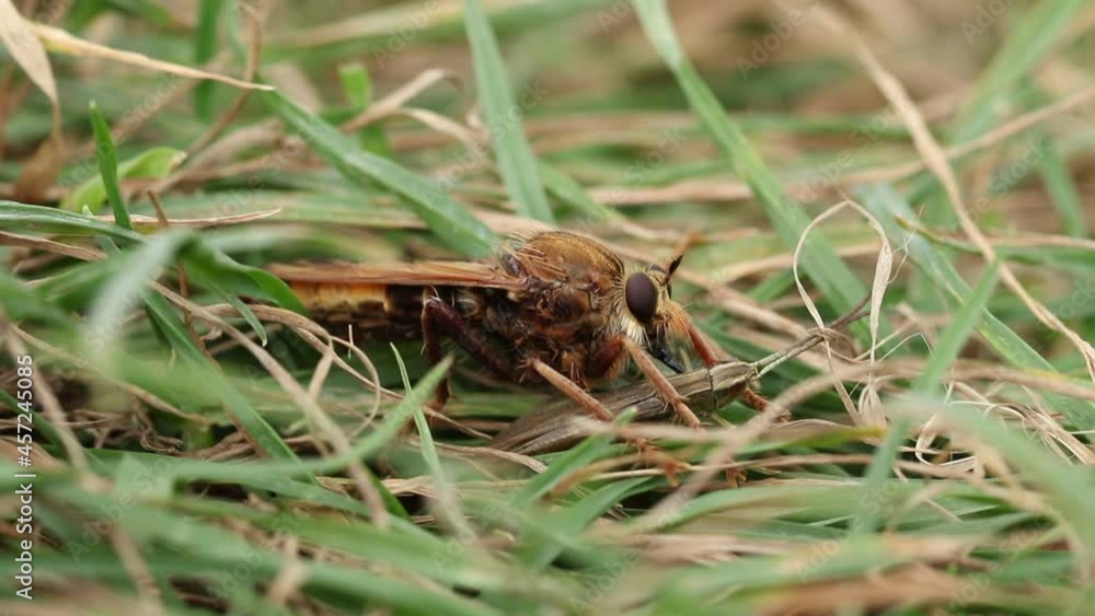 A rare Hornet Robberfly, Asilus crabroniformis, feeding on its prey a Lesser Marsh Grasshopper, Chorthippus albomarginatus . A rare Hornet Robberfly, Asilus crabroniformis, feeding on its prey a Lesser Marsh Grasshopper, Chorthippus albomarginatus .