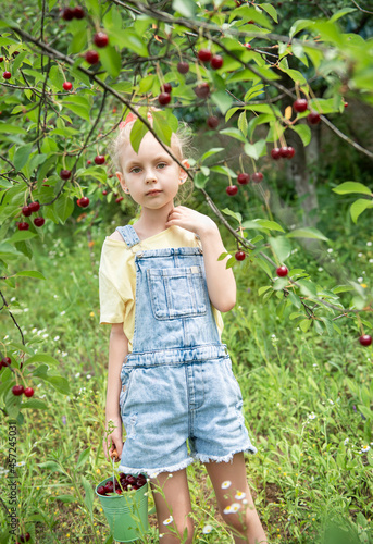 Little girl is picking cherries in the garden.