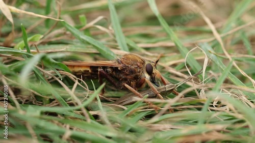 A rare Hornet Robberfly, Asilus crabroniformis, feeding on its prey a Lesser Marsh Grasshopper, Chorthippus albomarginatus . photo