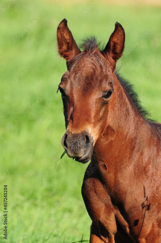 American Quarter Horse Fohlen