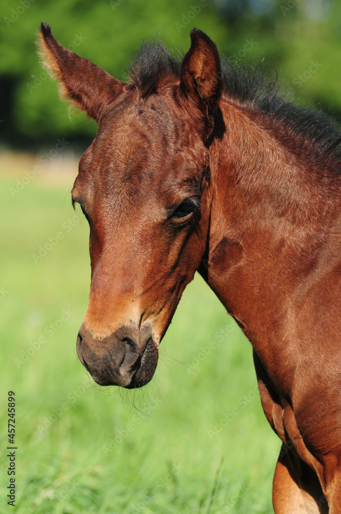 American Quarter Horse Fohlen