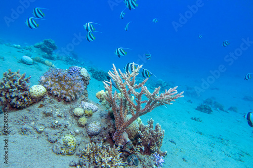 Colorful, picturesque coral reef at the bottom of tropical sea, great acropora coral and schooling bannerfish, underwater landscape