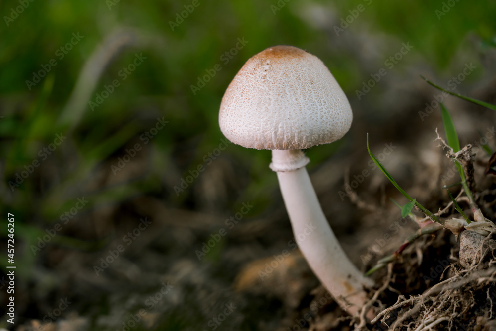 Macro photo of Mushroom growing in forest with blur background Macro photo of Mushroom growing in forest with blur background