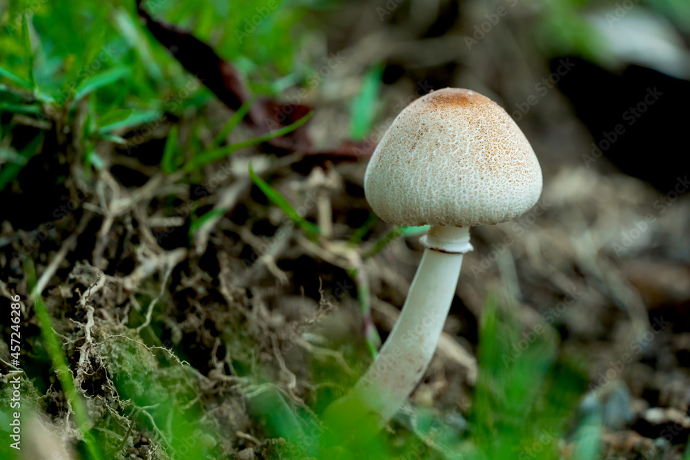 Macro photo of Mushroom growing in forest with blur background Macro photo of Mushroom growing in forest with blur background