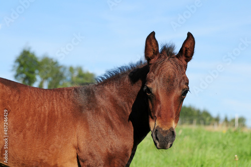 American Quarter Horse Fohlen © lichtreflexe
