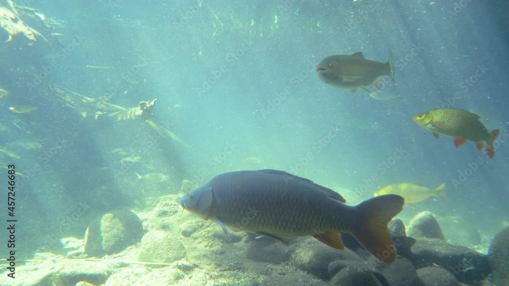 Close up of tropical fish species swimming in clear freshwater sea lighting by sunbeams Close up of tropical fish species swimming in clear freshwater sea lighting by sunbeams