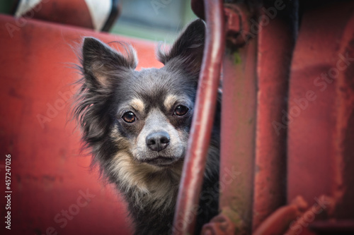 Portrait hund auf eisenbahn mit blättern im herbst im hintergrund in der natur © gismo2015