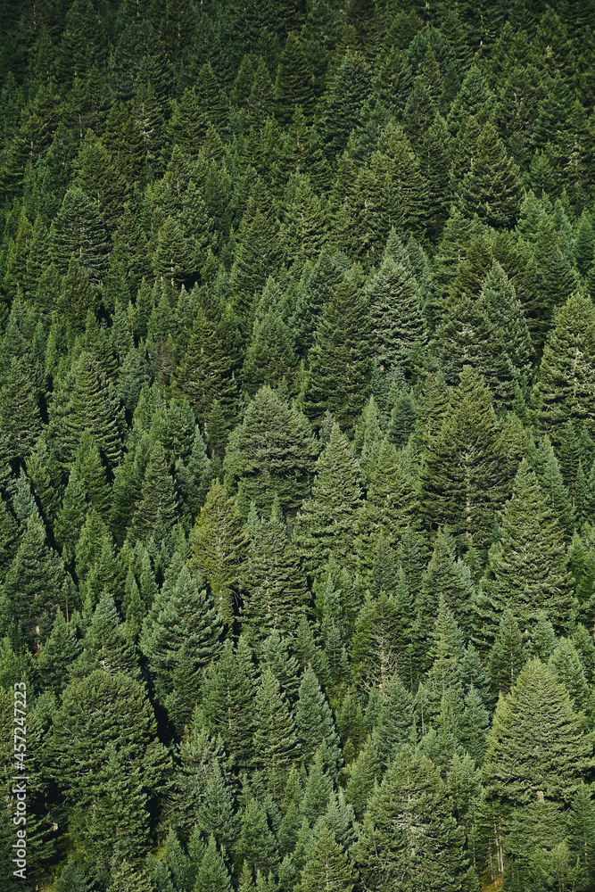 Fototapeta premium Dark pine tree forest