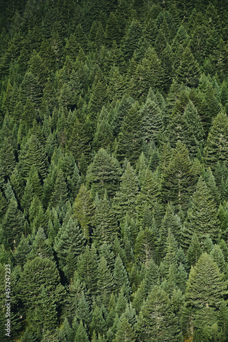 Fototapeta Naklejka Na Ścianę i Meble -  Dark pine tree forest