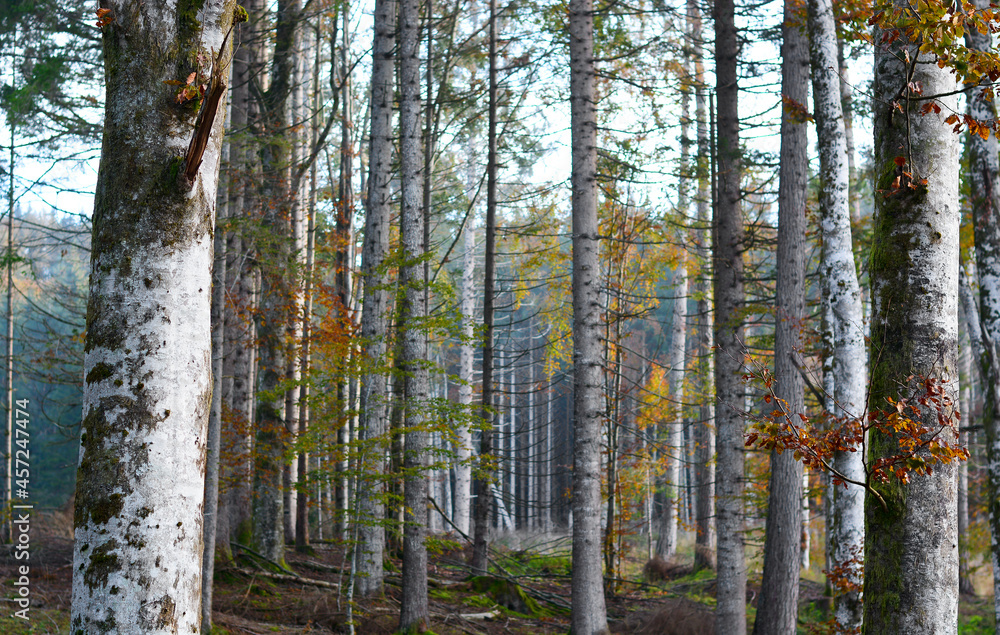 the forest in the mountains turns yellow and orange the forest in the mountains turns yellow and orange