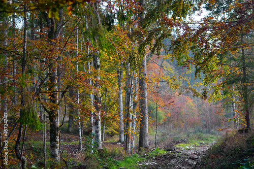 passeggiando nella foresta con i colori brillanti dell'autunno photo