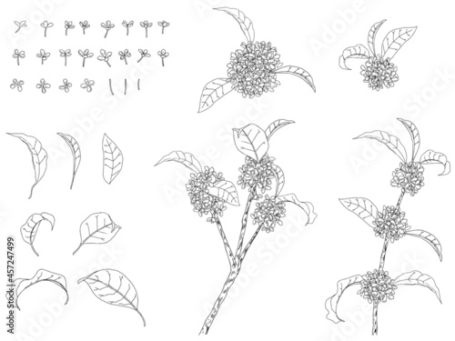 金木犀のイラストセット_線画