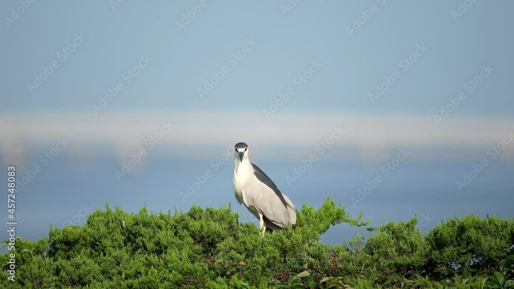 Black-Crowned Night Heron Standing in a Tree Black-Crowned Night Heron Standing in a Tree