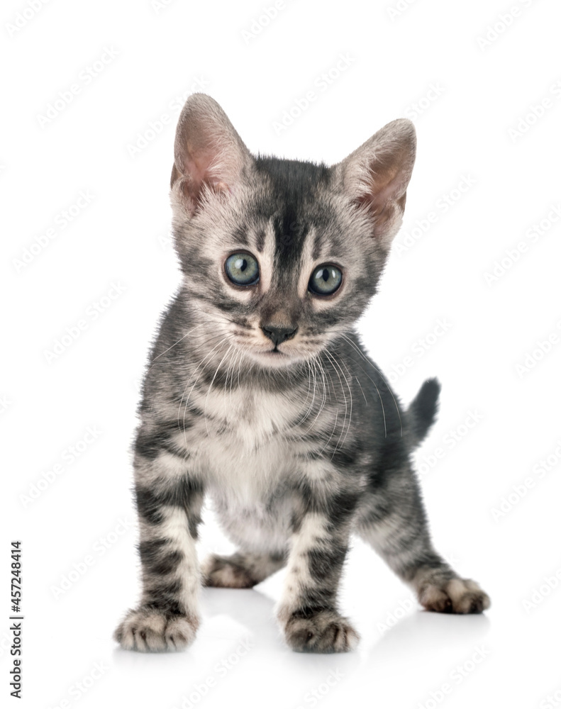 bengal kitten in studio bengal kitten in studio