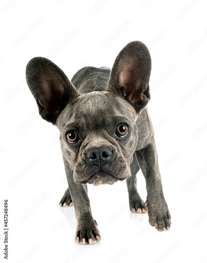 Fototapeta premium french bulldog in studio
