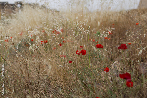 Red poppies in a field of dry grass with spikelets. High quality photo © Vadym Hunko