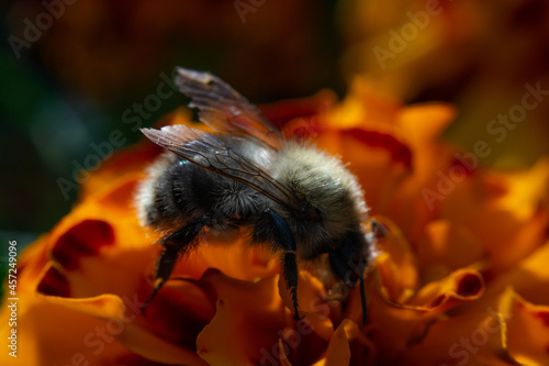 A bee is sitting on a flower (annual marigold, calendula, tagetes) in autumn (summer) (macro photography)