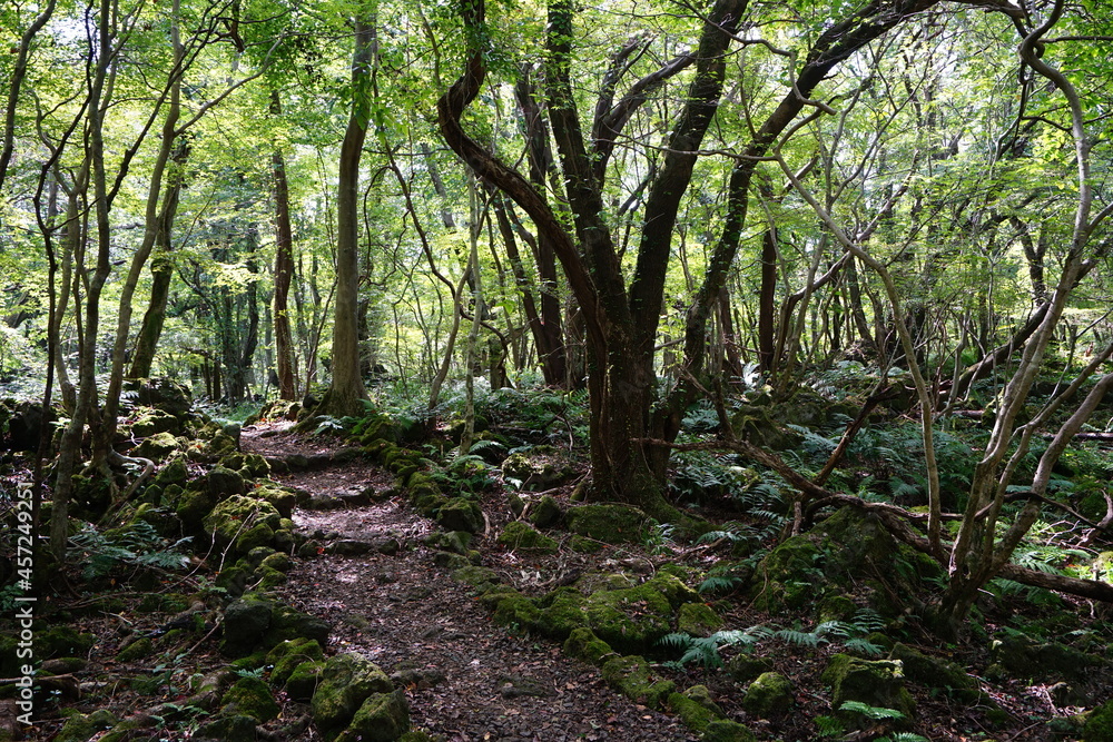 Obraz premium a refreshing summer forest with a path