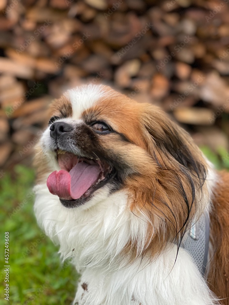 Kleiner Hund muss gähnen - im Seitenprofil vor einem Stapel Holz auf einer Wiese. Tibet Spaniel, Tibetan Spaniel, Shi Tzu, Pekinese, Pekingese, Landleben, Haustier, Spaziergang