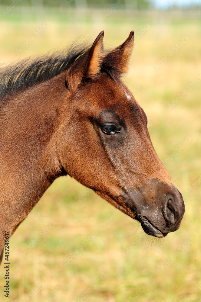 American Quarter Horse Fohlen