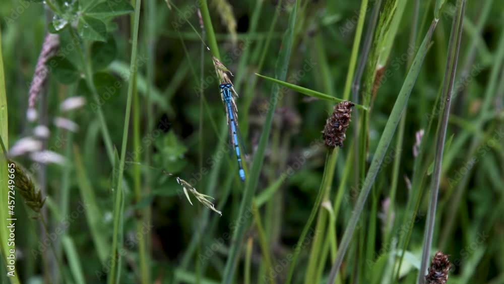 Damsel Fly sitting on a piece of Grass. Damsel Fly sitting on a piece of Grass.