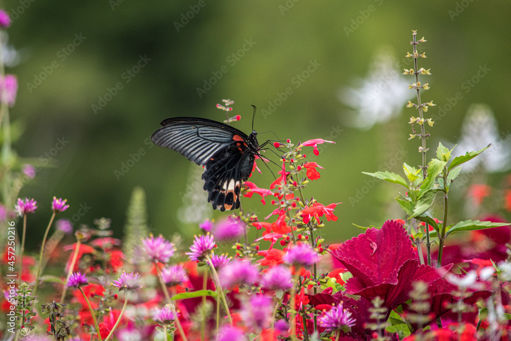 Fototapeta premium 群生するチェリーセージには黒いアゲハチョウたちが集まってきます。アゲハチョウたちの自然の楽園。